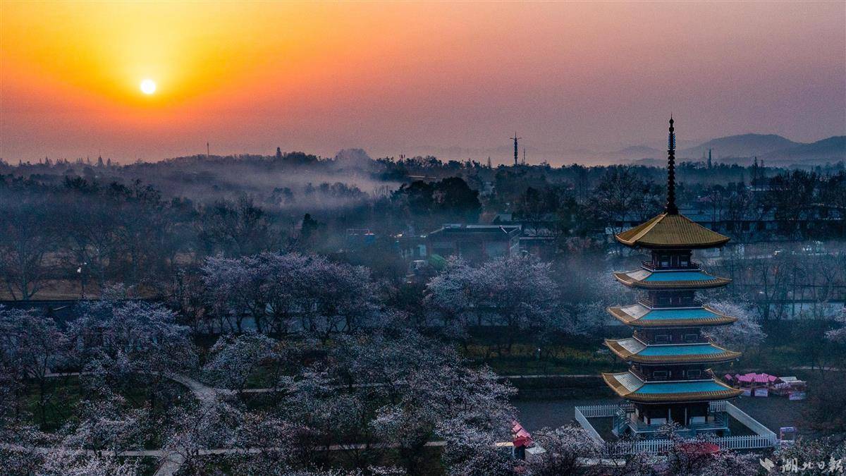 东湖樱园映朝霞