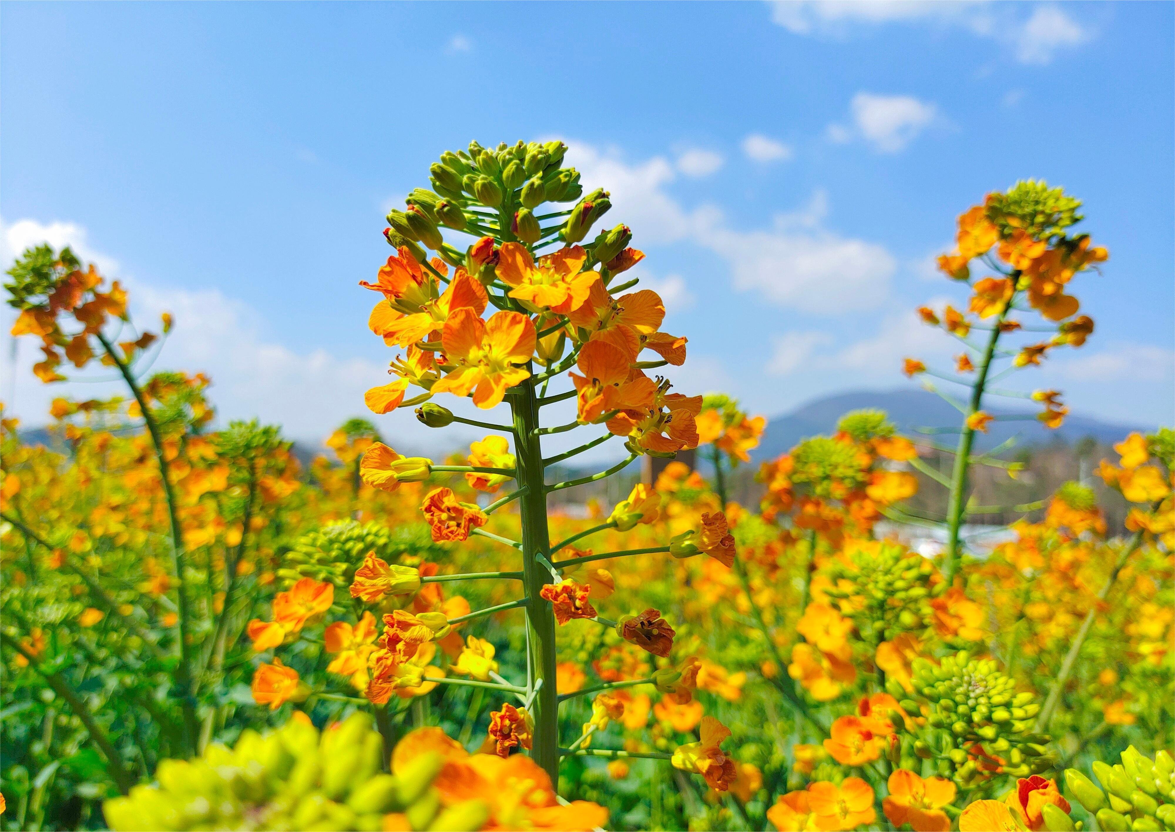 分享随手拍到的好春光手机相册里全是花