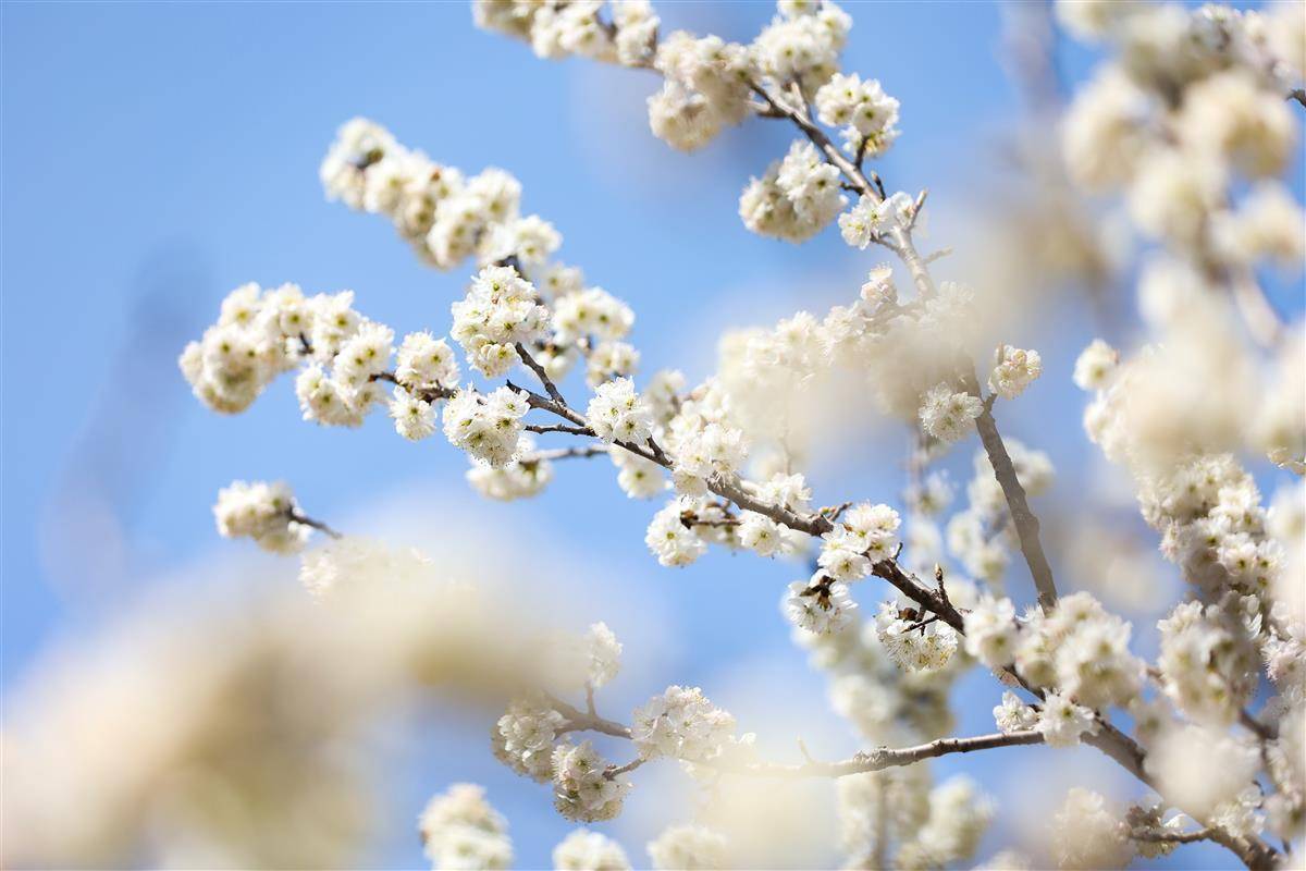 南漳 樱桃花开春意浓