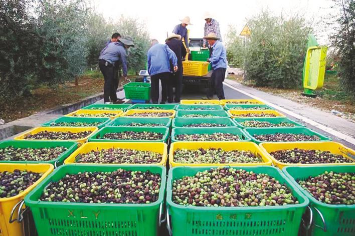 湖北鑫榄源油橄榄科技有限公司位于郧阳的油橄榄种植园.