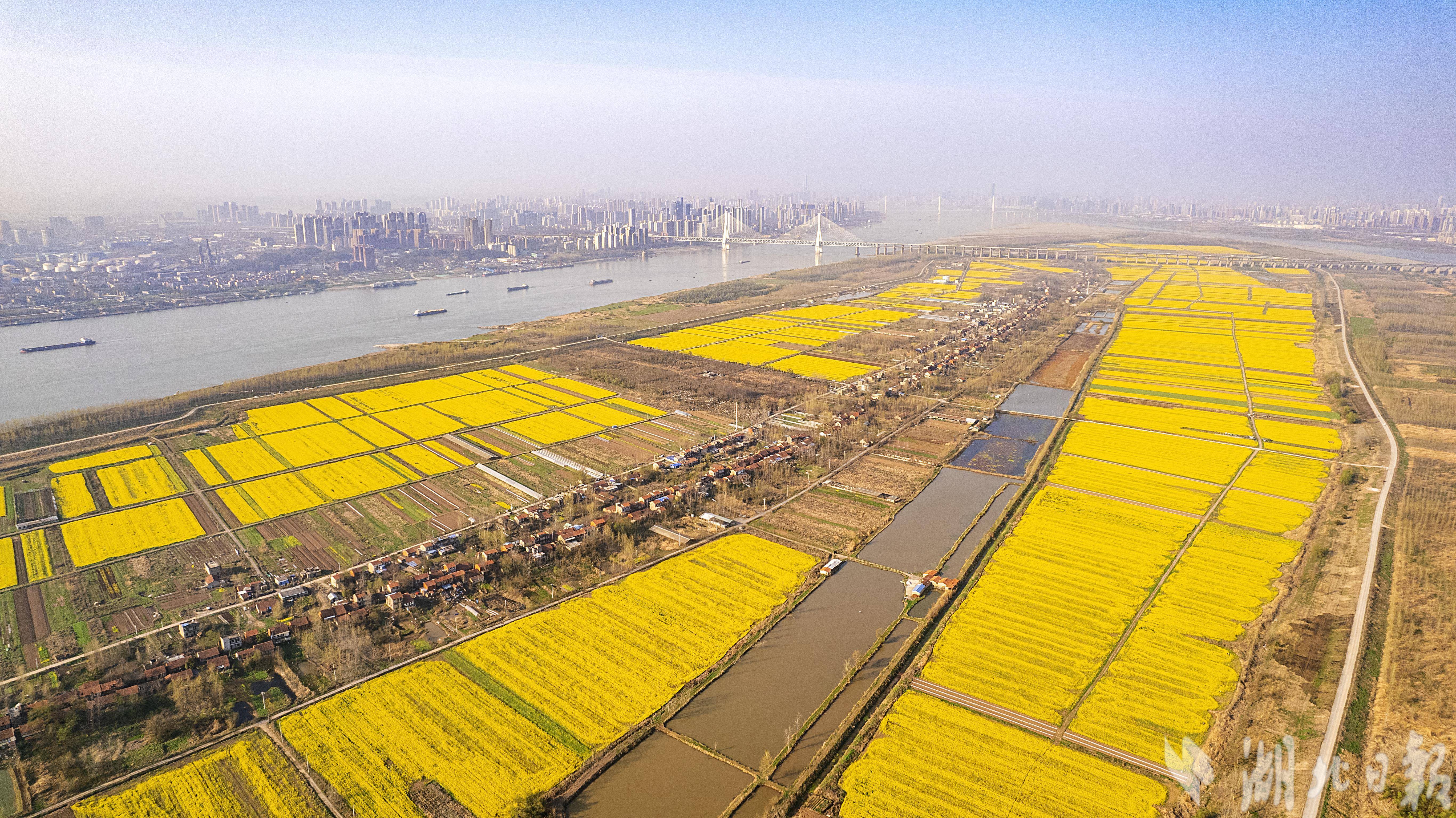 开往春天的列车带你穿过天兴洲5000亩花海