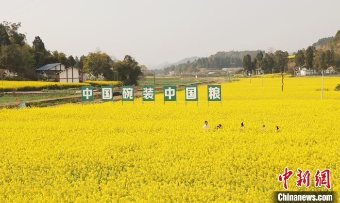 四川西充油菜花香春写意千枝万朵灿春光