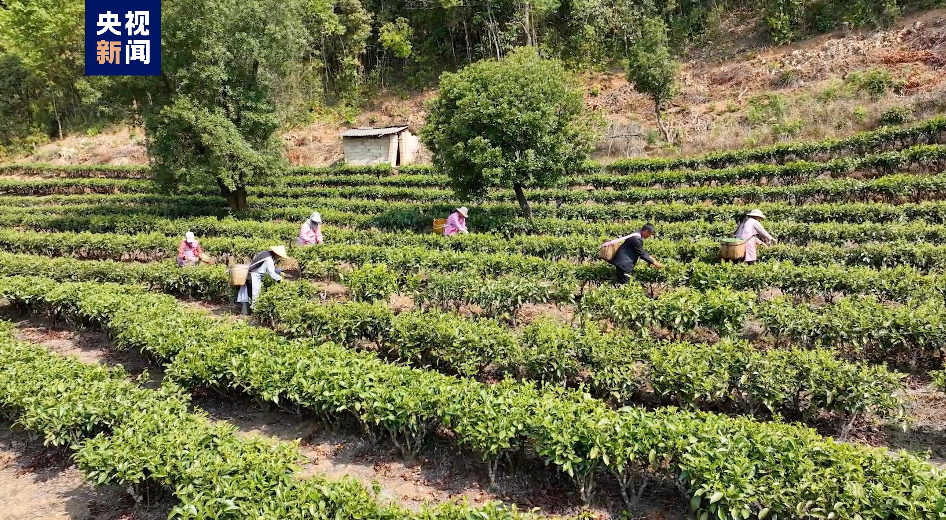 云南昌宁春茶进入采摘期产销两旺带动茶农增收致富