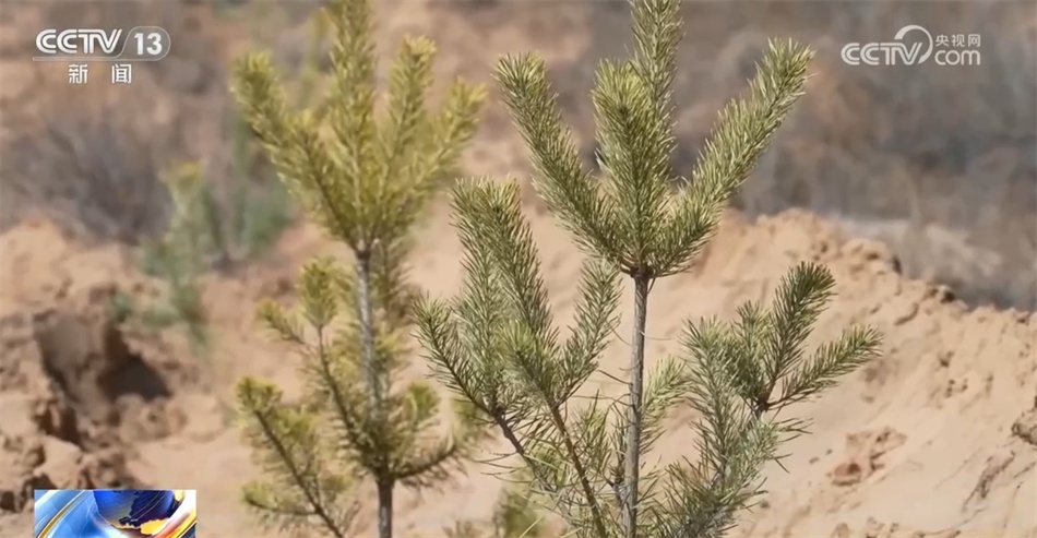 局局长付国强:"为什么乔灌结合,这个灌木长在地上起到防沙固沙的作用