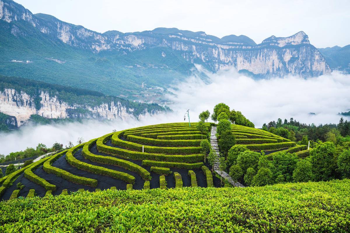 恩施市屯堡乡马者村恩施玉露茶叶基地宛若仙境 .