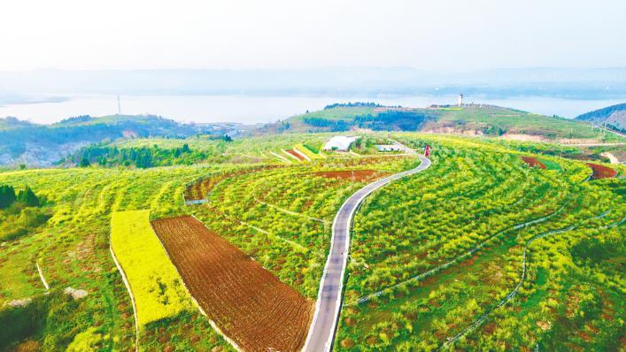 60年为了梦中的橄榄树