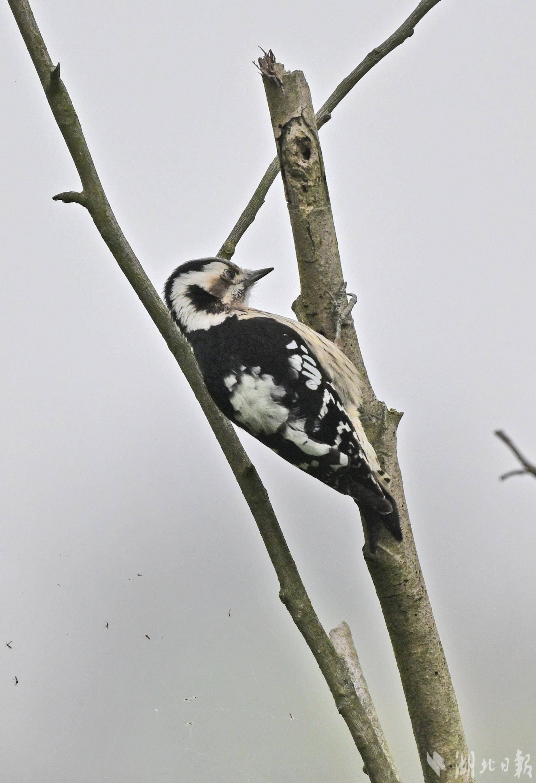 星头啄木鸟现身宜昌长江岸边-荆楚网-湖北日报网