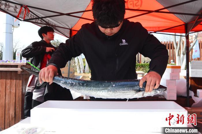 山东青岛:春暖花开"鲅鱼跳" 鲅鱼礼俗"藏孝道"