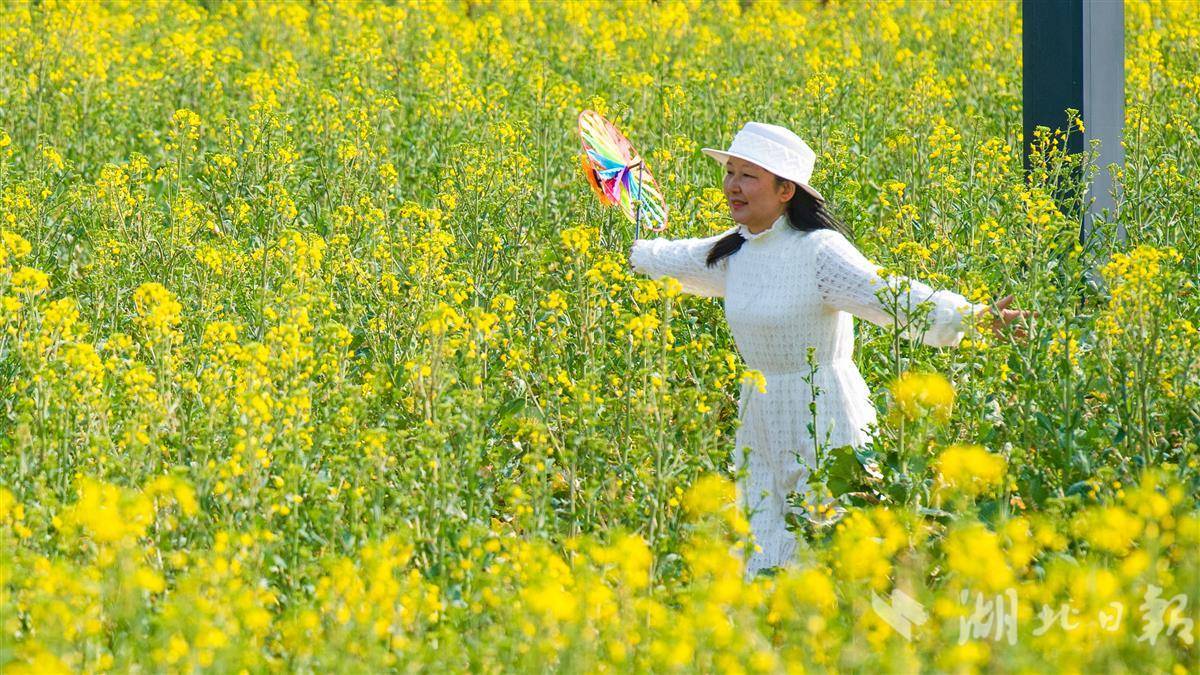 油菜花盛开的地方图片