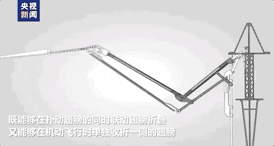 这只鸟得放慢看