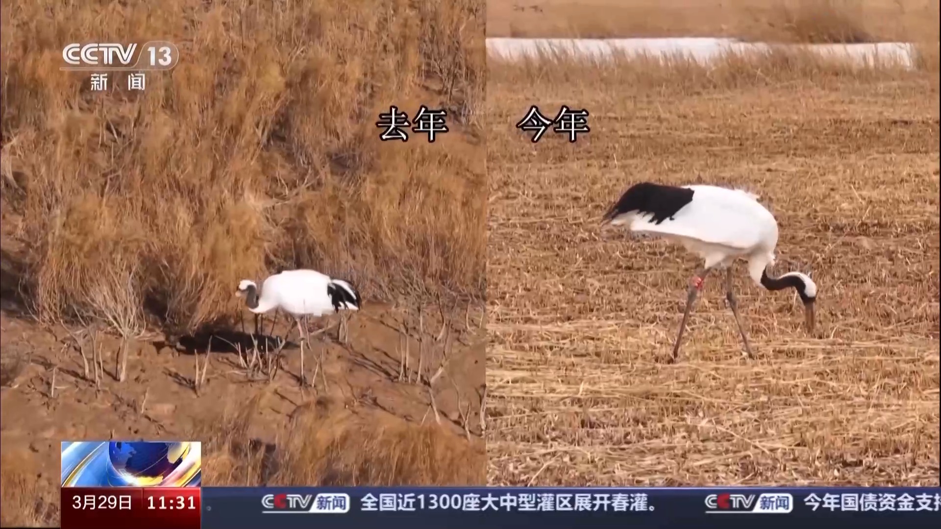 的画面里,这只丹顶鹤的腿上有清晰的"v19"环志——这就是"壮壮"的环志