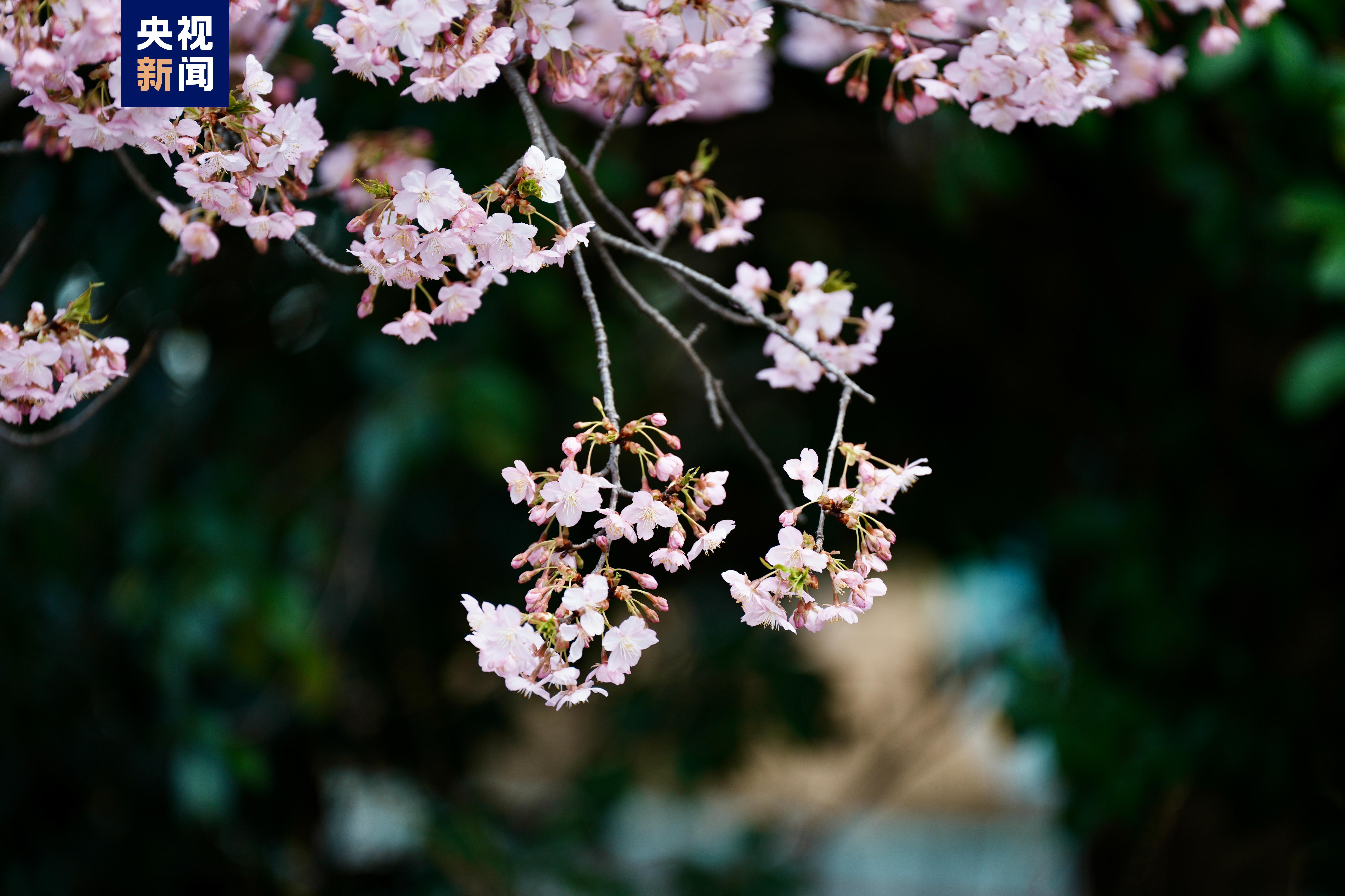 太梦幻了这个春天共赴一场樱花之约