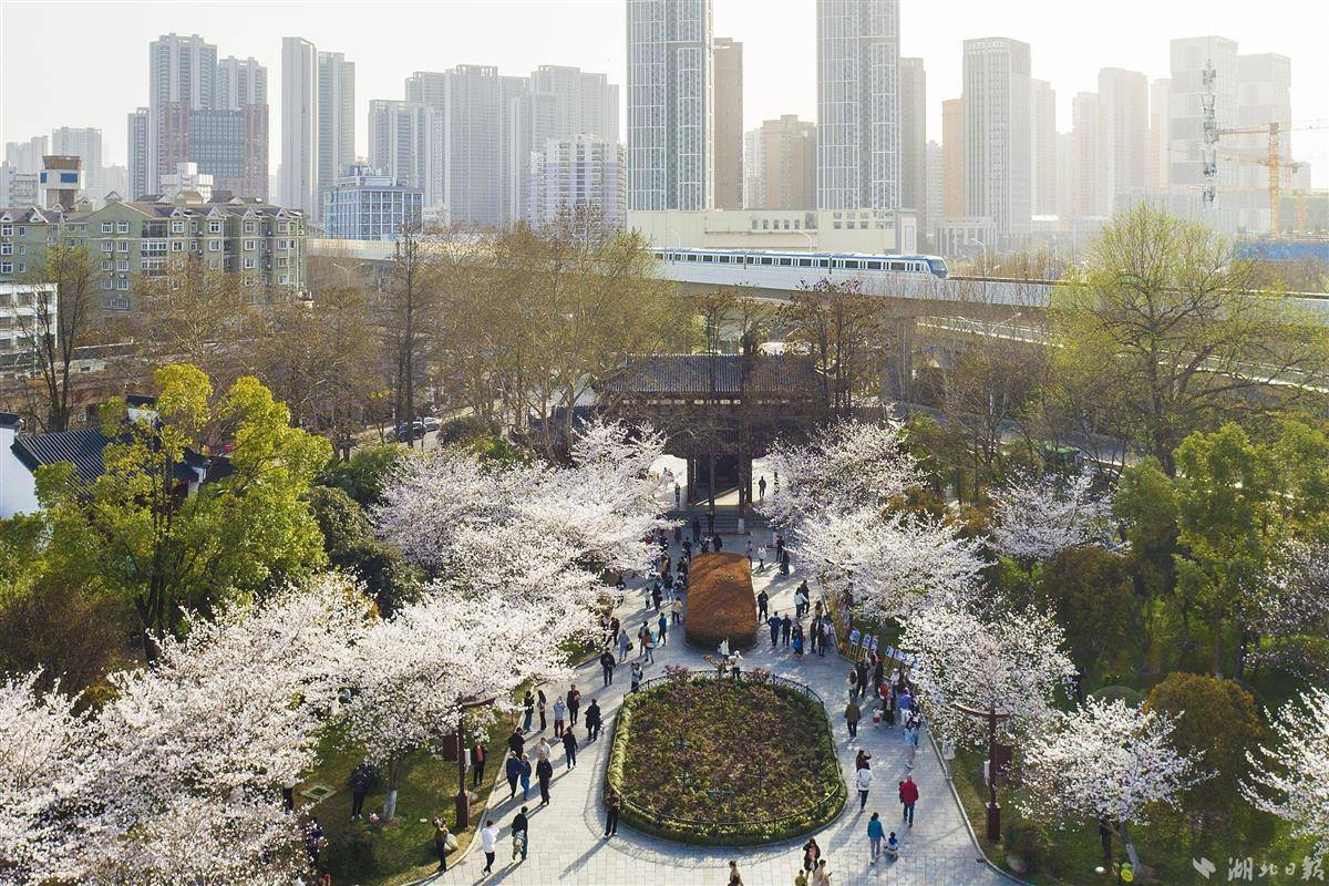 武汉堤角公园樱花迎春绽放