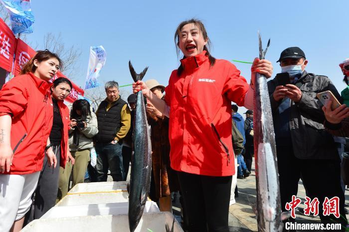 山东青岛:春暖花开"鲅鱼跳" 鲅鱼礼俗"藏孝道"
