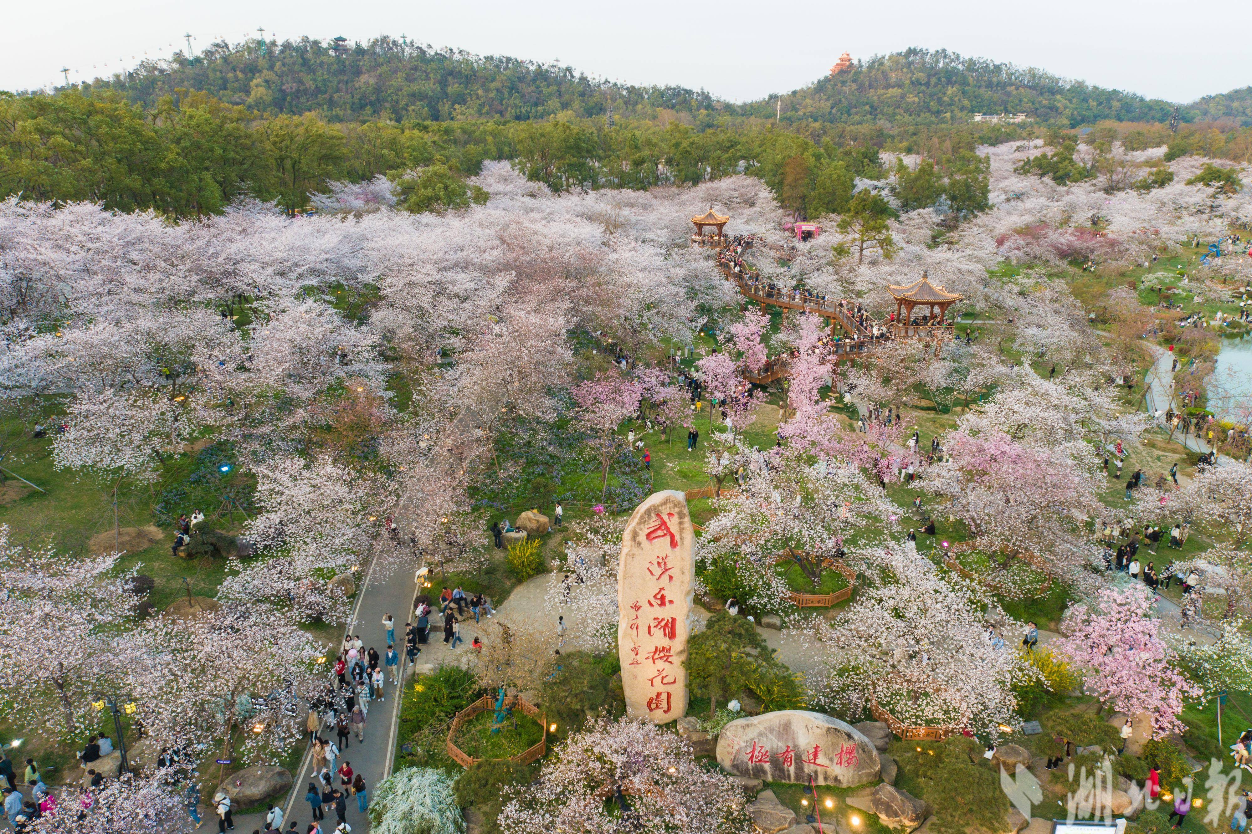 从3月初开始,东湖樱花园迎来赏樱高峰,除了吸引武汉本地的游客之外