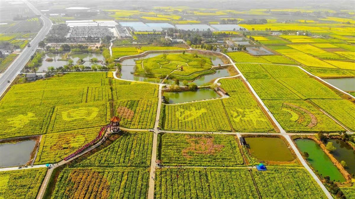 在湖北恩施,春风吹过,山野间的油菜花,樱桃花,桃花,茶花等百花盛开,姹