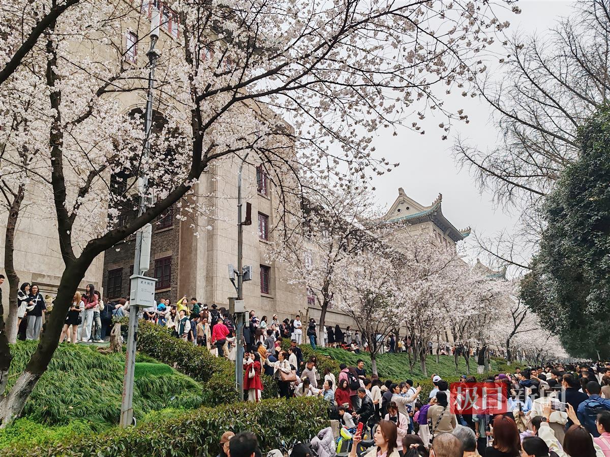武汉大学樱花已开三成预计将发布限额预约措施