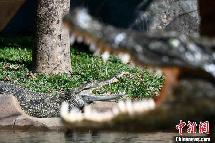 香港海洋公园将举办亲亲动物月八乡鳄鱼成动物保育大使