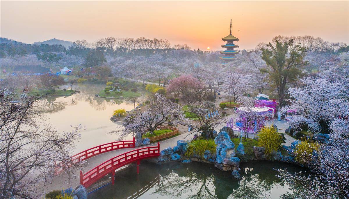 3月20日清晨,武汉东湖樱花园鸟语花香,樱花正悄然绽放,开满枝头