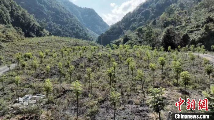 四川雅安:矿山复绿 守护大熊猫家园