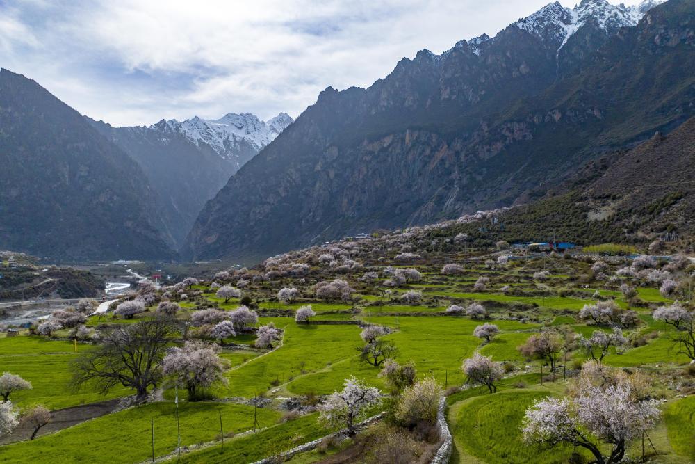 新华网 旦增努布 摄近日,西藏那曲市嘉黎县尼屋乡桃花盛开,春意盎然.