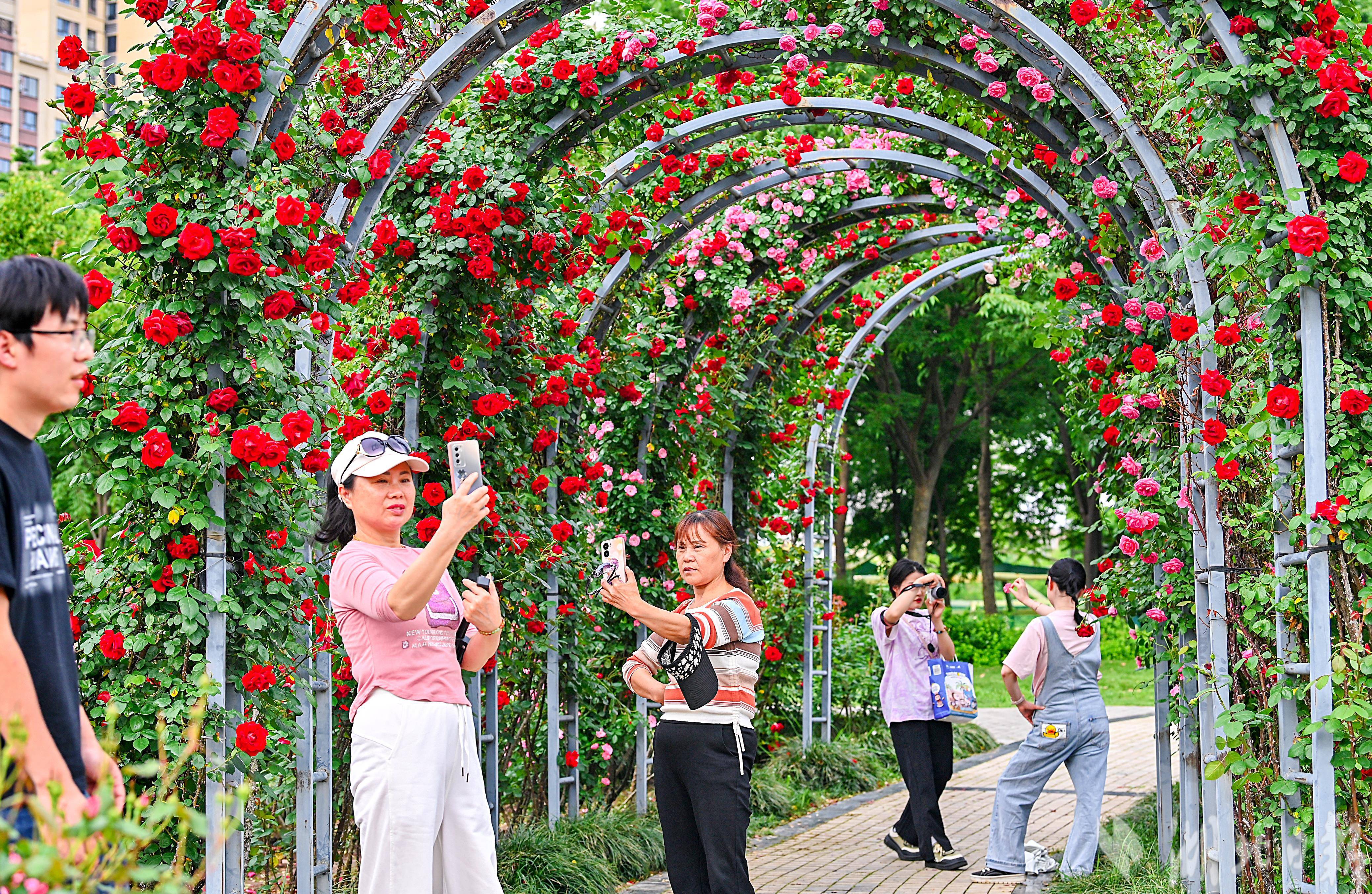 月季花的样子公园图片