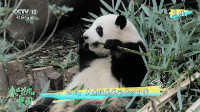 顶流来袭春暖花开的中国四川篇口碑爆棚