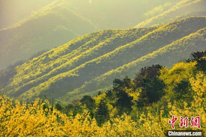 四月花开正艳山西长子开启最美赏花季