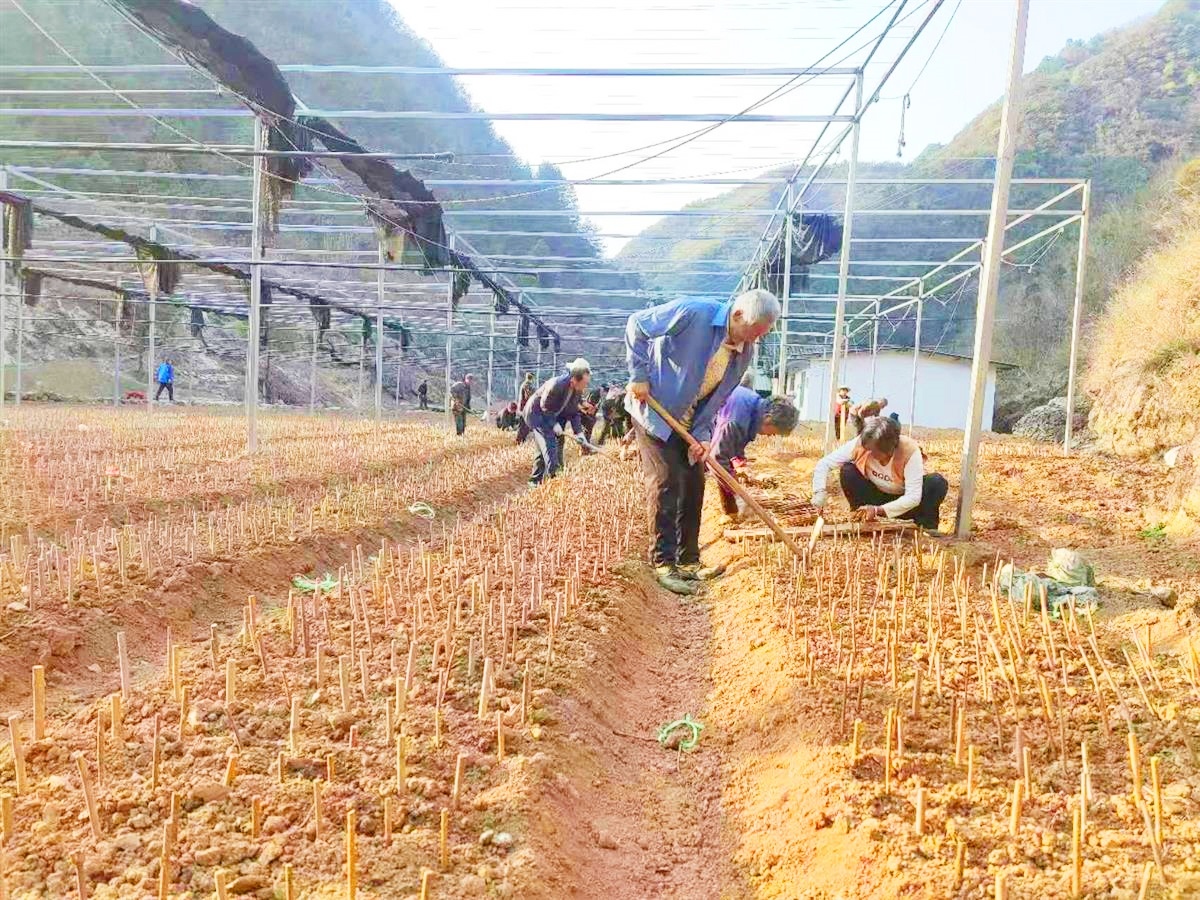 种植中药材致富图片