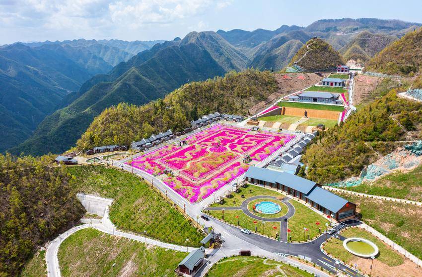 芝你到来 樱你相遇!在保康遇见最美芝樱花海