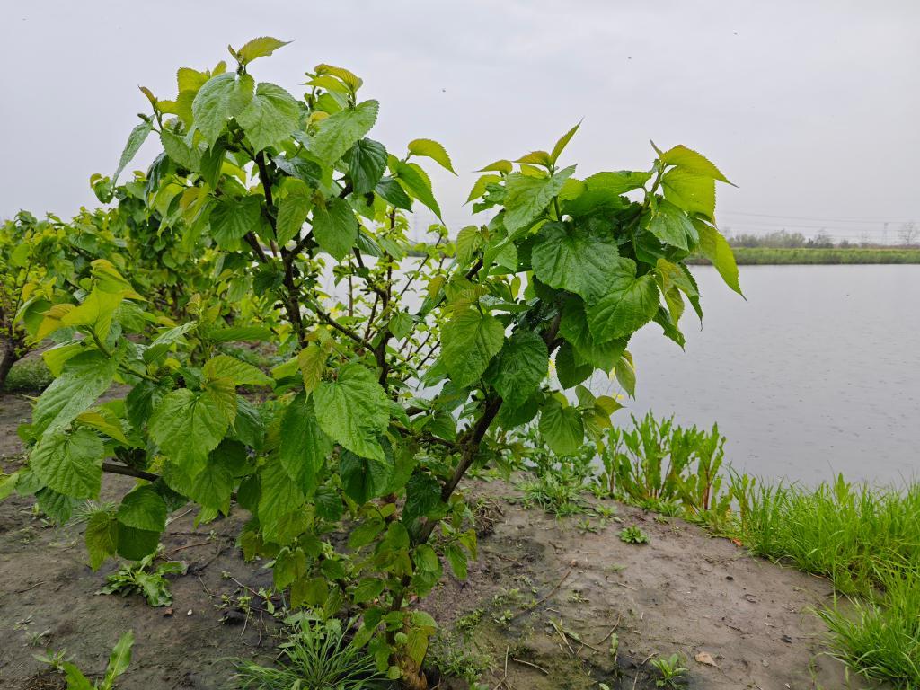 新时代中国调研行之长三角篇丨苏州吴江复兴桑基鱼塘重现江南水乡风韵