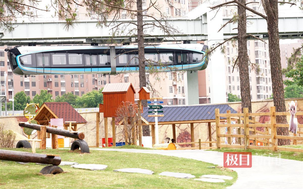 武汉九峰森林动物园开园20周年啦!游客与老虎比体重,新体验更多