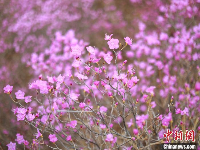 辽宁岫岩千亩映山红盛开