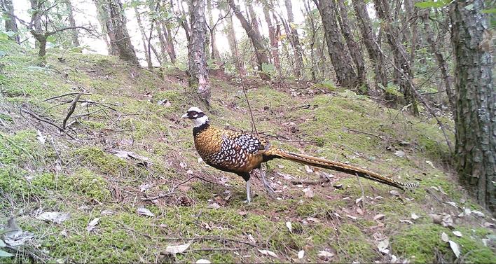 白冠长尾雉在团风一带活动频繁属国家一级保护野生动物