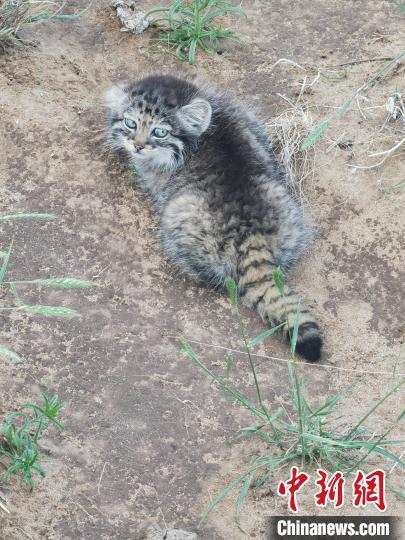 在浑善达克沙地 一位牧民当了13年"野生动物乐园园长"-荆楚网-湖北日