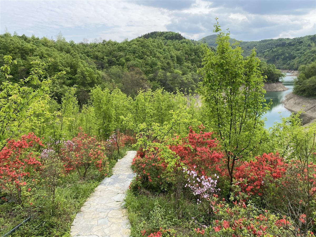 襄阳南漳300亩彩色杜鹃美如画