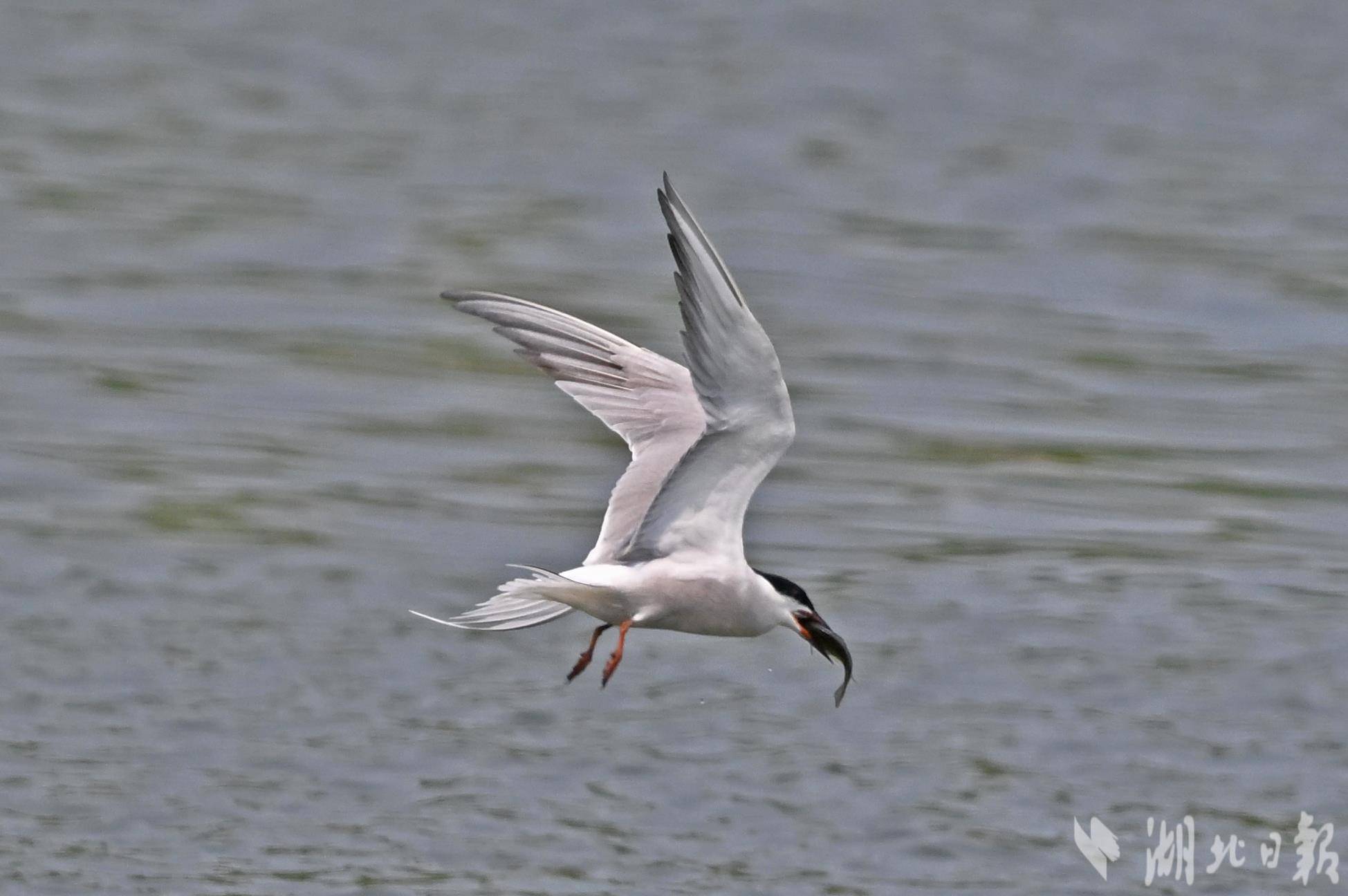 夏候鸟普通燕鸥现枝江-荆楚网-湖北日报网