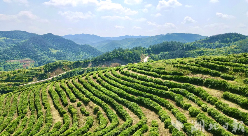 郧阳一片小茶叶创收近4亿