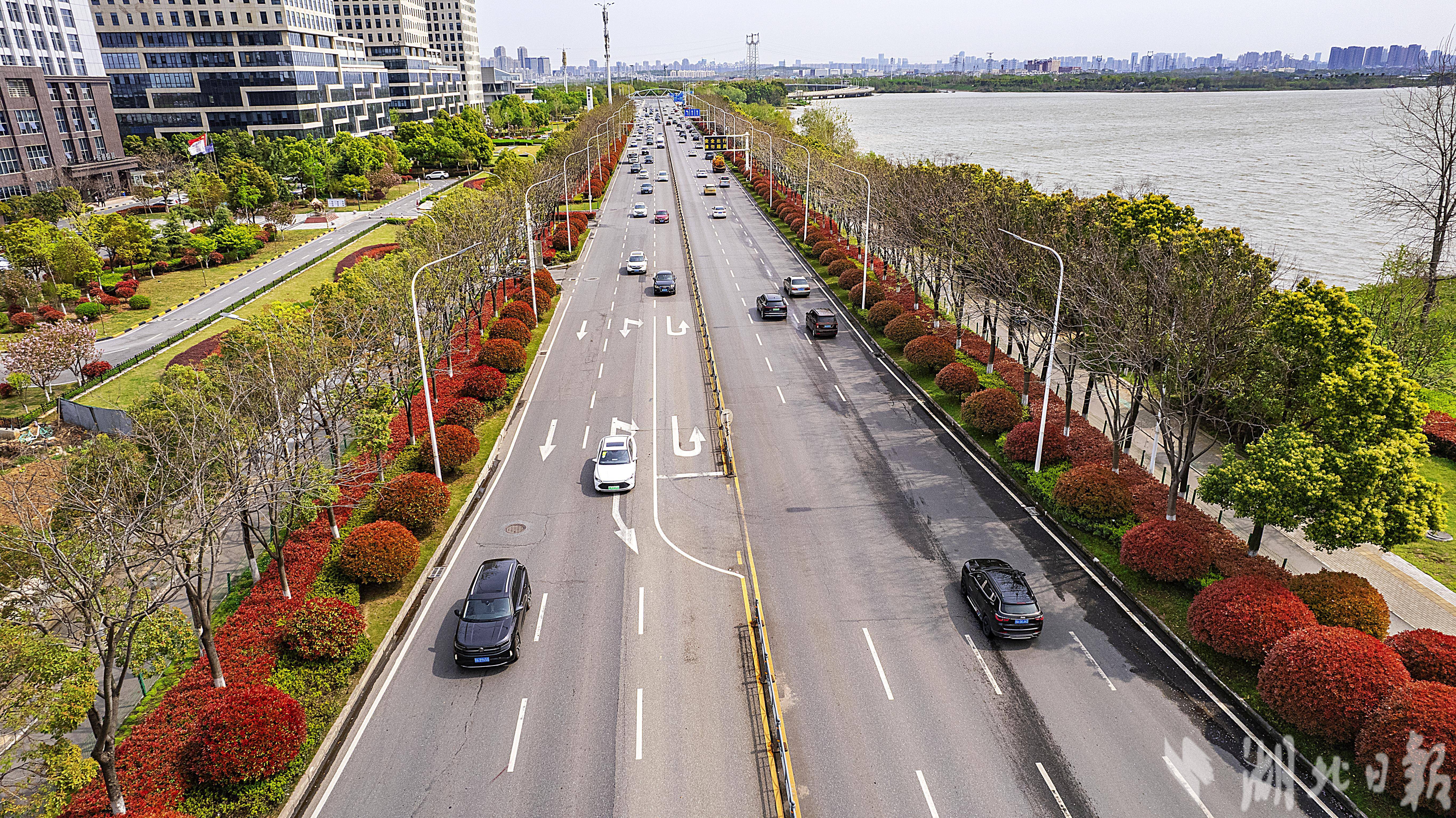红叶石楠扮靓文化大道