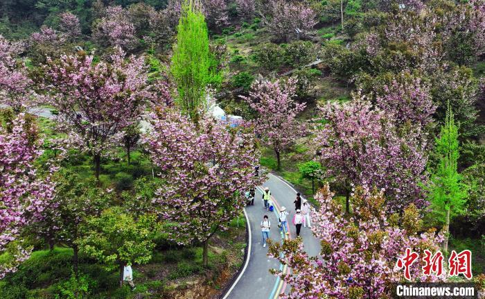 四川汶川:樱花盛开引游人