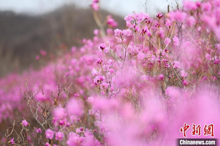 辽宁岫岩千亩映山红盛开