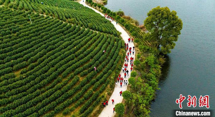荆楚网>新闻频道>最新播报 图为航拍都昌县土塘镇神脉溪生态茶园.