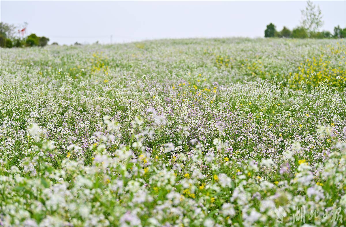 江夏油菜花图片