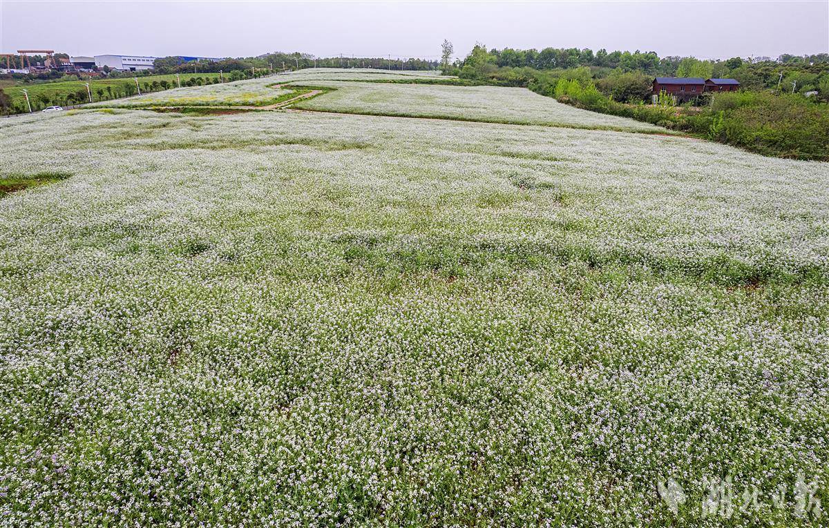 江夏油菜花图片