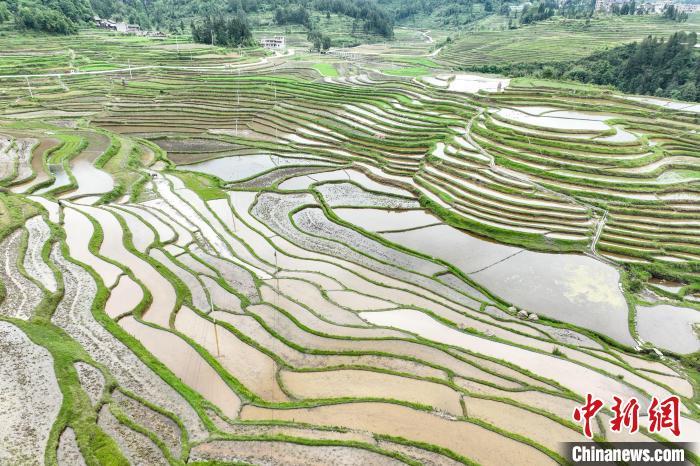 贵州贵定腊利梯田层层叠叠 宛如大地调色板