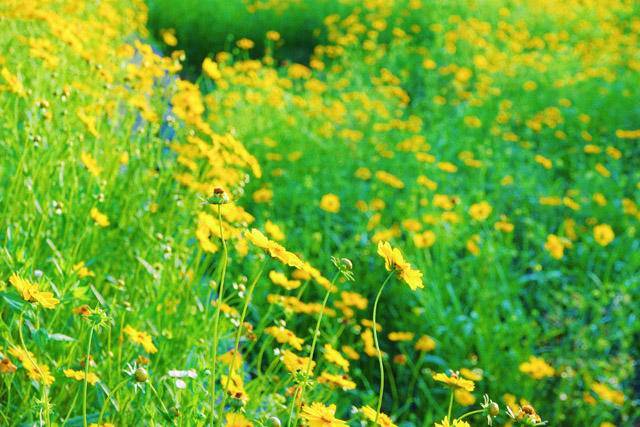 赤壁:金鸡菊开了!