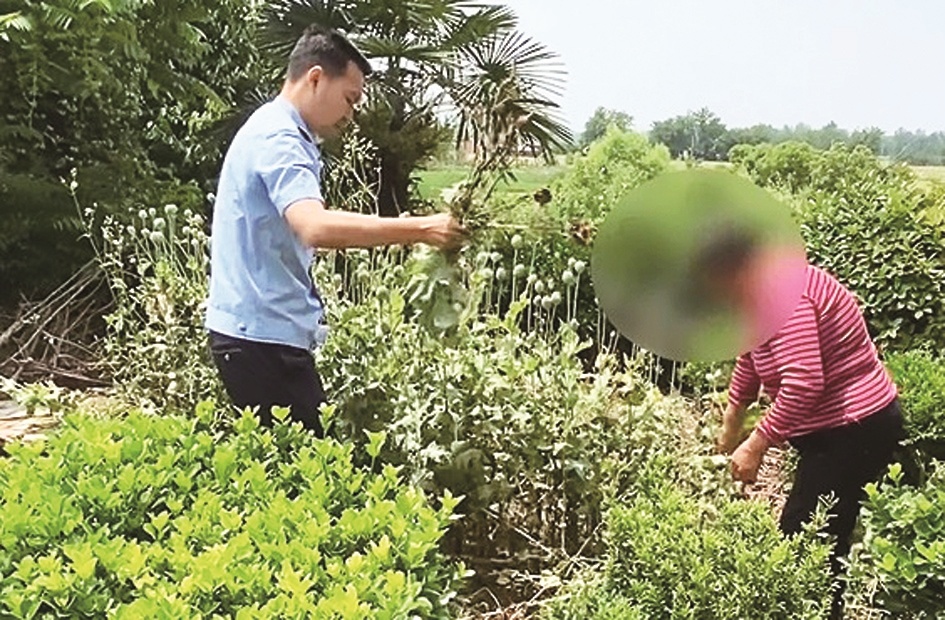 一女子为观赏种植罂粟被处罚