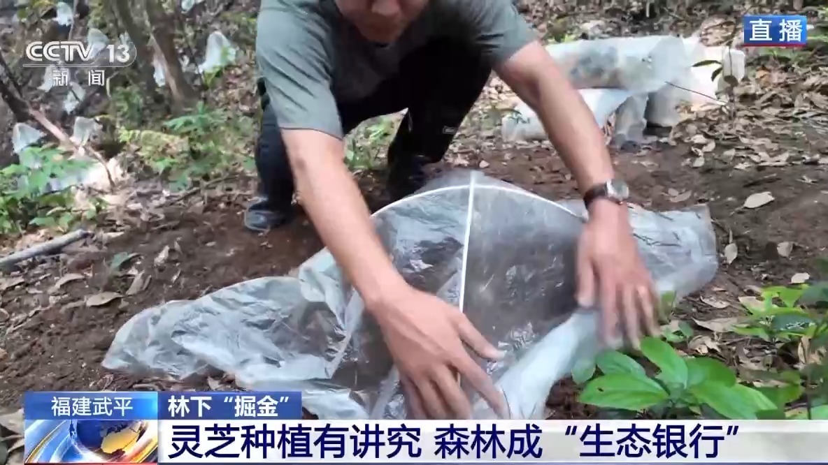 400元→6000元 紫灵芝撑开"致富伞"