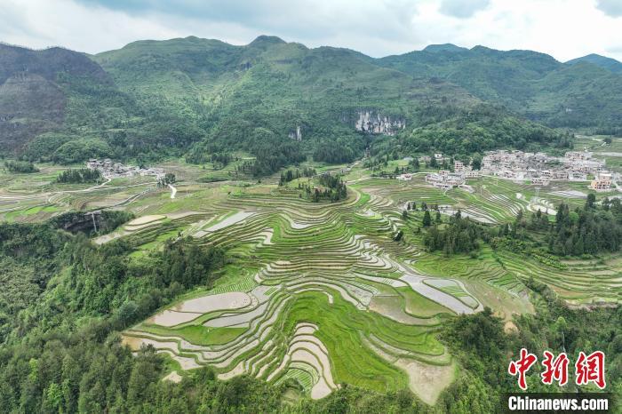 贵州贵定腊利梯田层层叠叠 宛如大地调色板