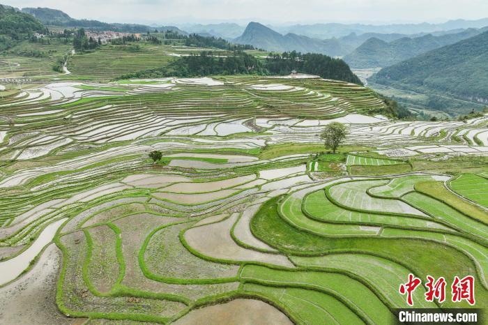 贵州贵定腊利梯田层层叠叠 宛如大地调色板